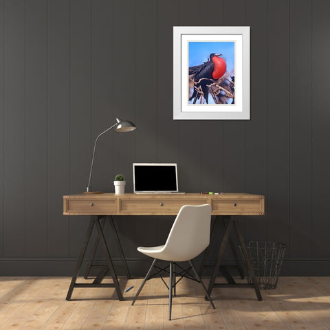 Magnificent Frigatebird in Courtship Display White Modern Wood Framed Art Print with Double Matting by Fitzharris, Tim