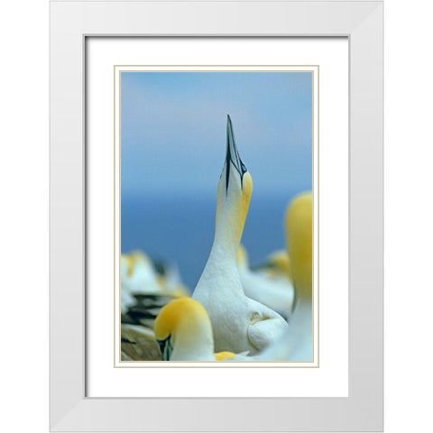 Northern Gannet I White Modern Wood Framed Art Print with Double Matting by Fitzharris, Tim