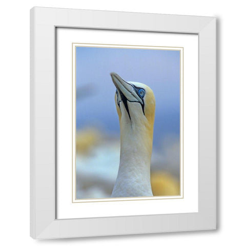 Northern Gannet II White Modern Wood Framed Art Print with Double Matting by Fitzharris, Tim