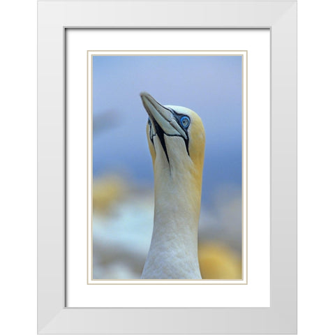 Northern Gannet II White Modern Wood Framed Art Print with Double Matting by Fitzharris, Tim