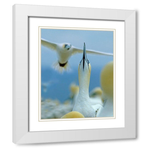 Northern Gannets at Rookery-Bonaventure Island-Quebec White Modern Wood Framed Art Print with Double Matting by Fitzharris, Tim