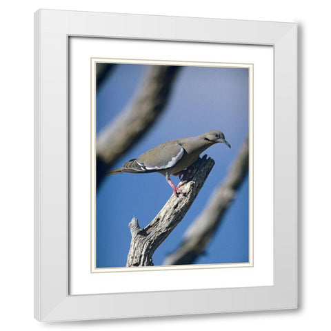 White-winged Dove White Modern Wood Framed Art Print with Double Matting by Fitzharris, Tim