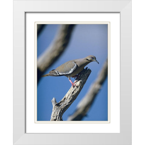 White-winged Dove White Modern Wood Framed Art Print with Double Matting by Fitzharris, Tim
