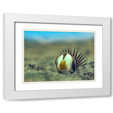 Sage Grouse in Courtship Display White Modern Wood Framed Art Print with Double Matting by Fitzharris, Tim