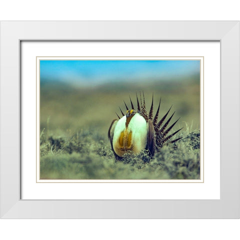 Sage Grouse in Courtship Display White Modern Wood Framed Art Print with Double Matting by Fitzharris, Tim