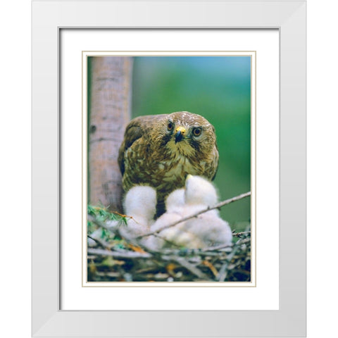 Broad-winged Hawk White Modern Wood Framed Art Print with Double Matting by Fitzharris, Tim