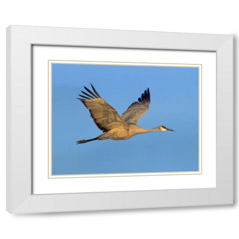 Sandhill Crane White Modern Wood Framed Art Print with Double Matting by Fitzharris, Tim