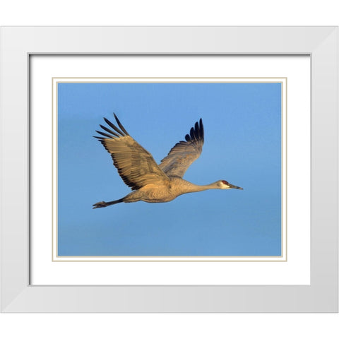 Sandhill Crane White Modern Wood Framed Art Print with Double Matting by Fitzharris, Tim