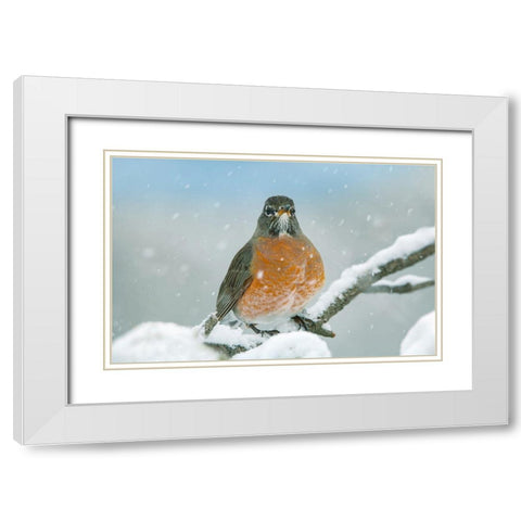American Robin with Snow White Modern Wood Framed Art Print with Double Matting by Fitzharris, Tim