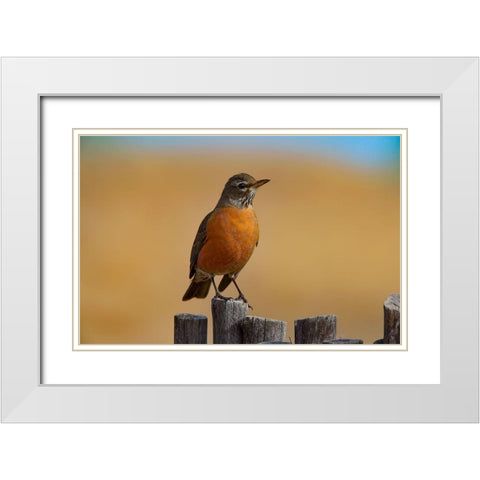 American Robin White Modern Wood Framed Art Print with Double Matting by Fitzharris, Tim