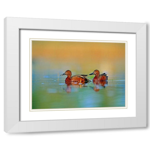 Cinnamon Teals White Modern Wood Framed Art Print with Double Matting by Fitzharris, Tim
