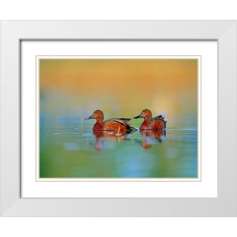 Cinnamon Teals White Modern Wood Framed Art Print with Double Matting by Fitzharris, Tim