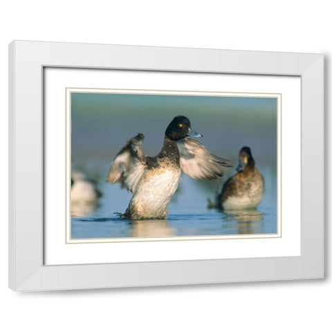 Lesser Scaup Drake Exercising his Wings White Modern Wood Framed Art Print with Double Matting by Fitzharris, Tim