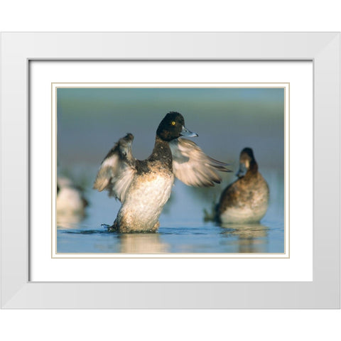 Lesser Scaup Drake Exercising his Wings White Modern Wood Framed Art Print with Double Matting by Fitzharris, Tim