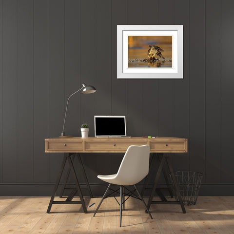 Peregrine Falcon with Prey White Modern Wood Framed Art Print with Double Matting by Fitzharris, Tim