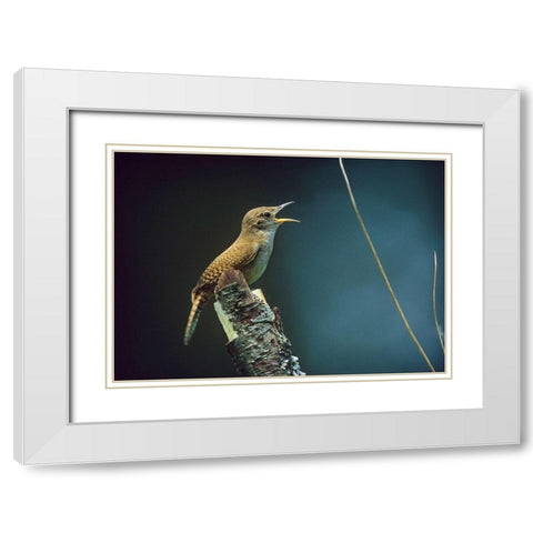 House Wren Singing White Modern Wood Framed Art Print with Double Matting by Fitzharris, Tim