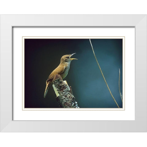 House Wren Singing White Modern Wood Framed Art Print with Double Matting by Fitzharris, Tim