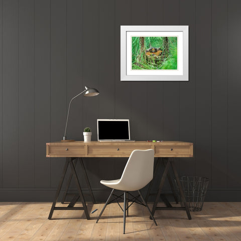 American Robin on Nest with Young White Modern Wood Framed Art Print with Double Matting by Fitzharris, Tim