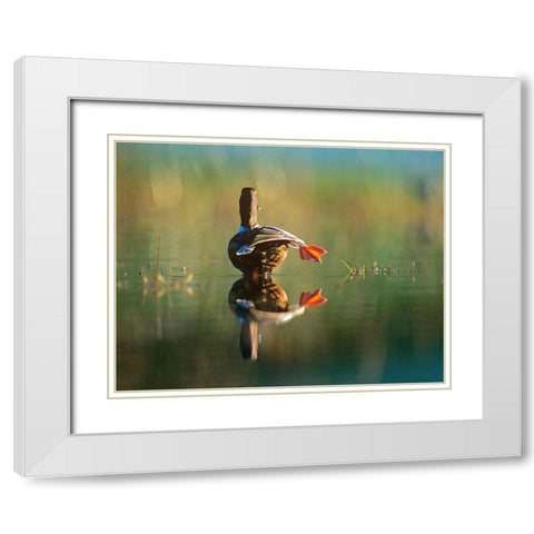 Northern Shoveler Duck Stretching White Modern Wood Framed Art Print with Double Matting by Fitzharris, Tim