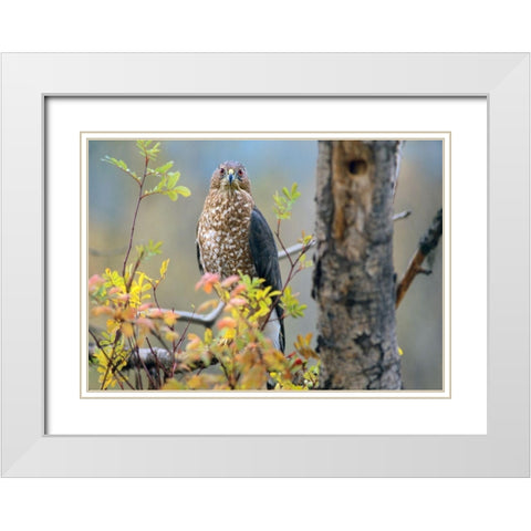 Coopers Hawk White Modern Wood Framed Art Print with Double Matting by Fitzharris, Tim