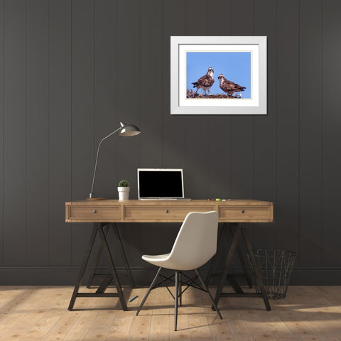 Ospreys on Nest White Modern Wood Framed Art Print with Double Matting by Fitzharris, Tim