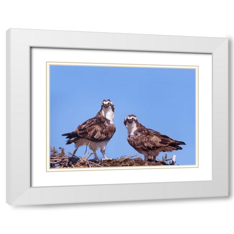 Ospreys on Nest White Modern Wood Framed Art Print with Double Matting by Fitzharris, Tim