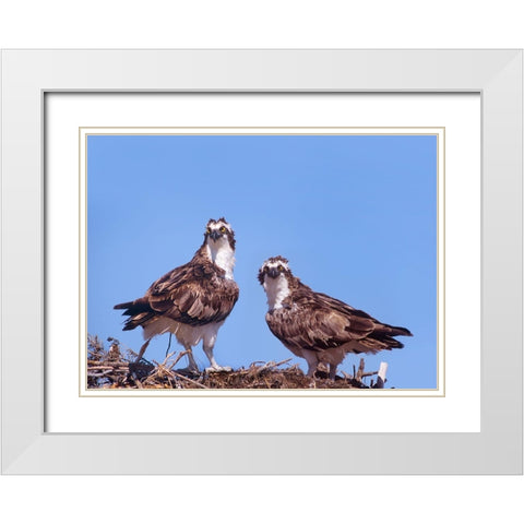 Ospreys on Nest White Modern Wood Framed Art Print with Double Matting by Fitzharris, Tim