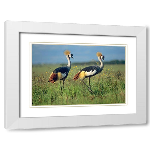 Crowned Cranes Pair White Modern Wood Framed Art Print with Double Matting by Fitzharris, Tim