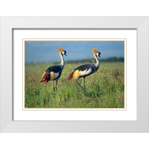 Crowned Cranes Pair White Modern Wood Framed Art Print with Double Matting by Fitzharris, Tim