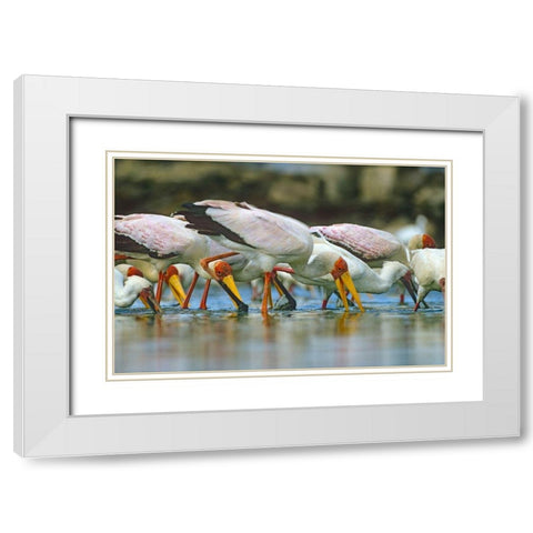 Yellow-billed Storks Feeding-Kenya White Modern Wood Framed Art Print with Double Matting by Fitzharris, Tim