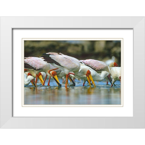 Yellow-billed Storks Feeding-Kenya White Modern Wood Framed Art Print with Double Matting by Fitzharris, Tim