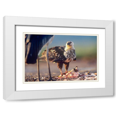 African Fish Eagle over Flamigo Carcass-Kenya White Modern Wood Framed Art Print with Double Matting by Fitzharris, Tim