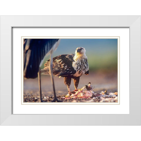 African Fish Eagle over Flamigo Carcass-Kenya White Modern Wood Framed Art Print with Double Matting by Fitzharris, Tim