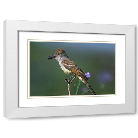 Ash-throated Flycatcher with Insect White Modern Wood Framed Art Print with Double Matting by Fitzharris, Tim