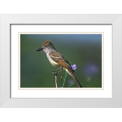 Ash-throated Flycatcher with Insect White Modern Wood Framed Art Print with Double Matting by Fitzharris, Tim