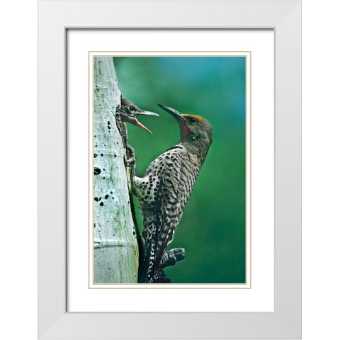 Northern Flicker Male Feeding Young White Modern Wood Framed Art Print with Double Matting by Fitzharris, Tim