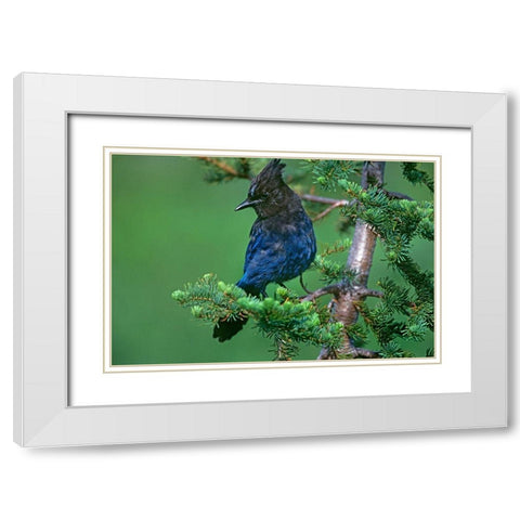 Stellers Jay White Modern Wood Framed Art Print with Double Matting by Fitzharris, Tim