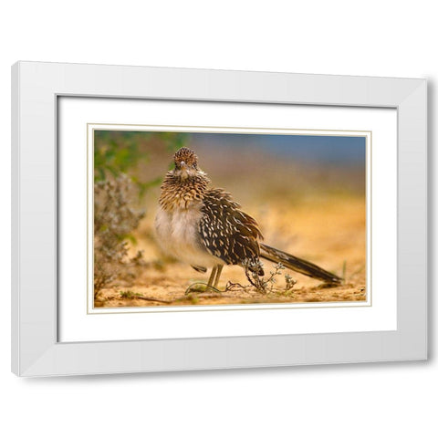 Greater Roadrunner Sunning White Modern Wood Framed Art Print with Double Matting by Fitzharris, Tim