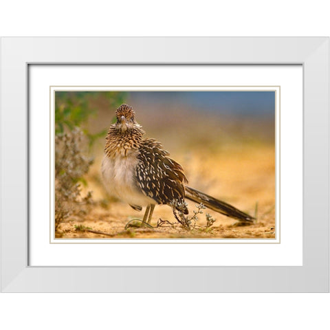 Greater Roadrunner Sunning White Modern Wood Framed Art Print with Double Matting by Fitzharris, Tim