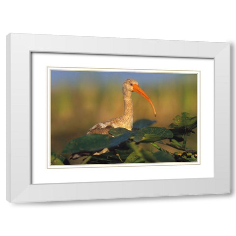 Immature White Ibis White Modern Wood Framed Art Print with Double Matting by Fitzharris, Tim