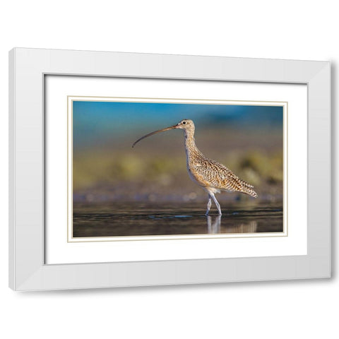 Long-billed Curlew White Modern Wood Framed Art Print with Double Matting by Fitzharris, Tim