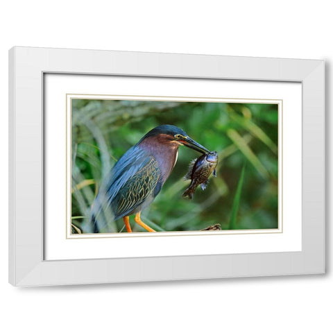 Green Heron with Fish White Modern Wood Framed Art Print with Double Matting by Fitzharris, Tim