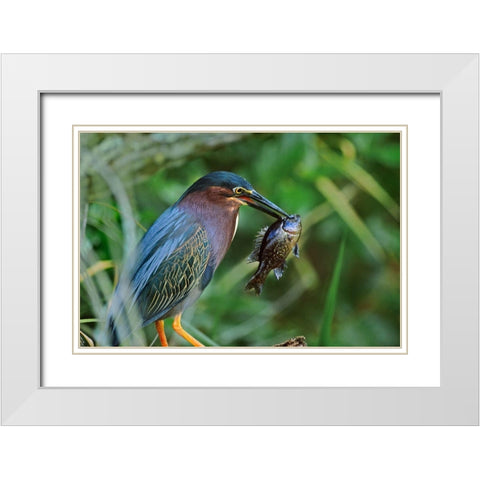 Green Heron with Fish White Modern Wood Framed Art Print with Double Matting by Fitzharris, Tim