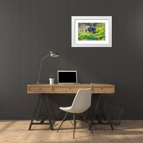 Great Blue Heron in Lily Pads White Modern Wood Framed Art Print with Double Matting by Fitzharris, Tim