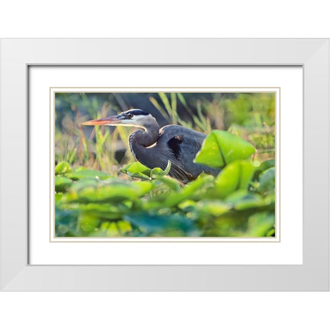 Great Blue Heron in Lily Pads White Modern Wood Framed Art Print with Double Matting by Fitzharris, Tim