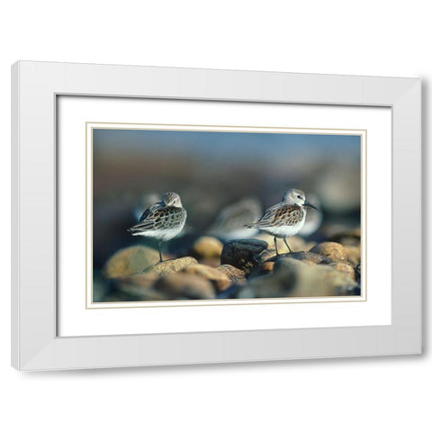Western Sandpipers White Modern Wood Framed Art Print with Double Matting by Fitzharris, Tim