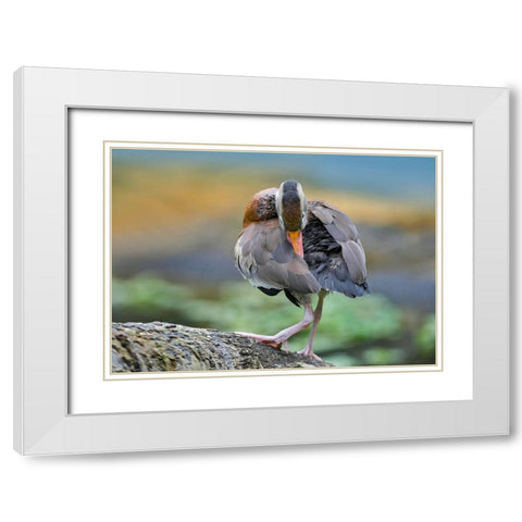 Black-bellied Whistling Duck Preening White Modern Wood Framed Art Print with Double Matting by Fitzharris, Tim