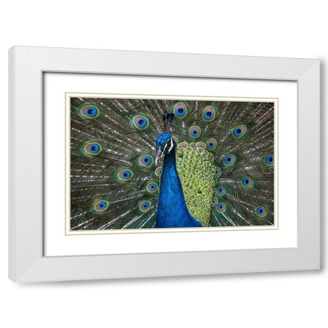 Peacock I White Modern Wood Framed Art Print with Double Matting by Fitzharris, Tim