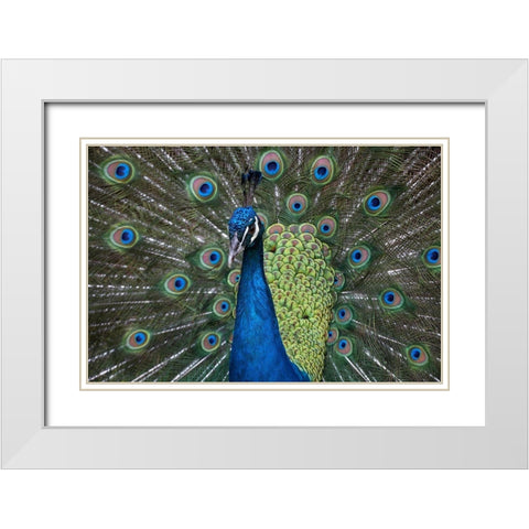 Peacock I White Modern Wood Framed Art Print with Double Matting by Fitzharris, Tim