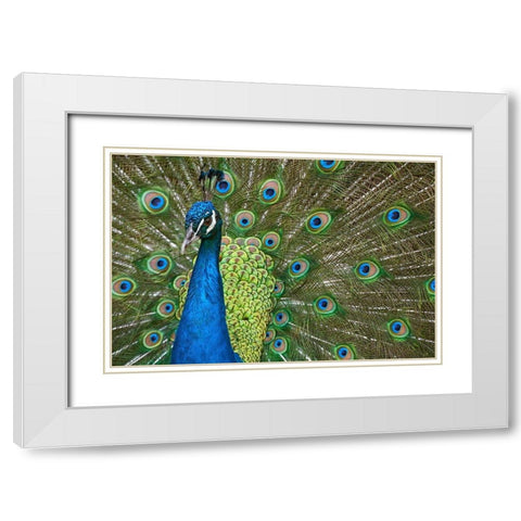 Peacock II White Modern Wood Framed Art Print with Double Matting by Fitzharris, Tim